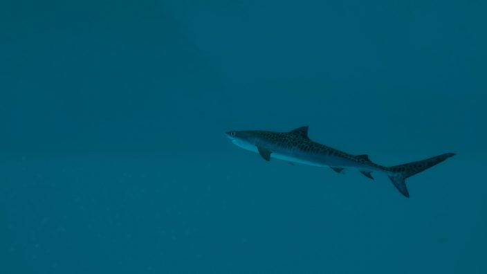 Ultimate Fishing Simulator 2 İndir ekran görüntüsü 2
