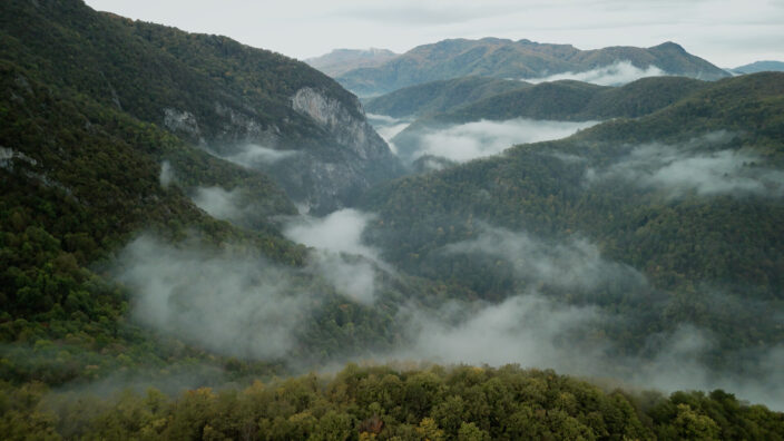Wordless Forest İndir ekran görüntüsü 4